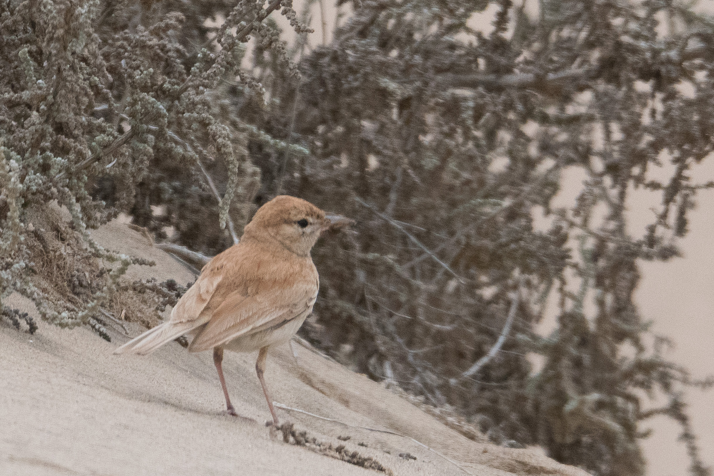 Alouette à dos roux adulte (Dune lark, Calendulauda erythrochlamys), Delta de la rivière Kuiseb, Parc National de Dorob,Namibie.